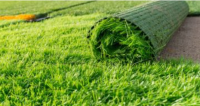 Grass.png
